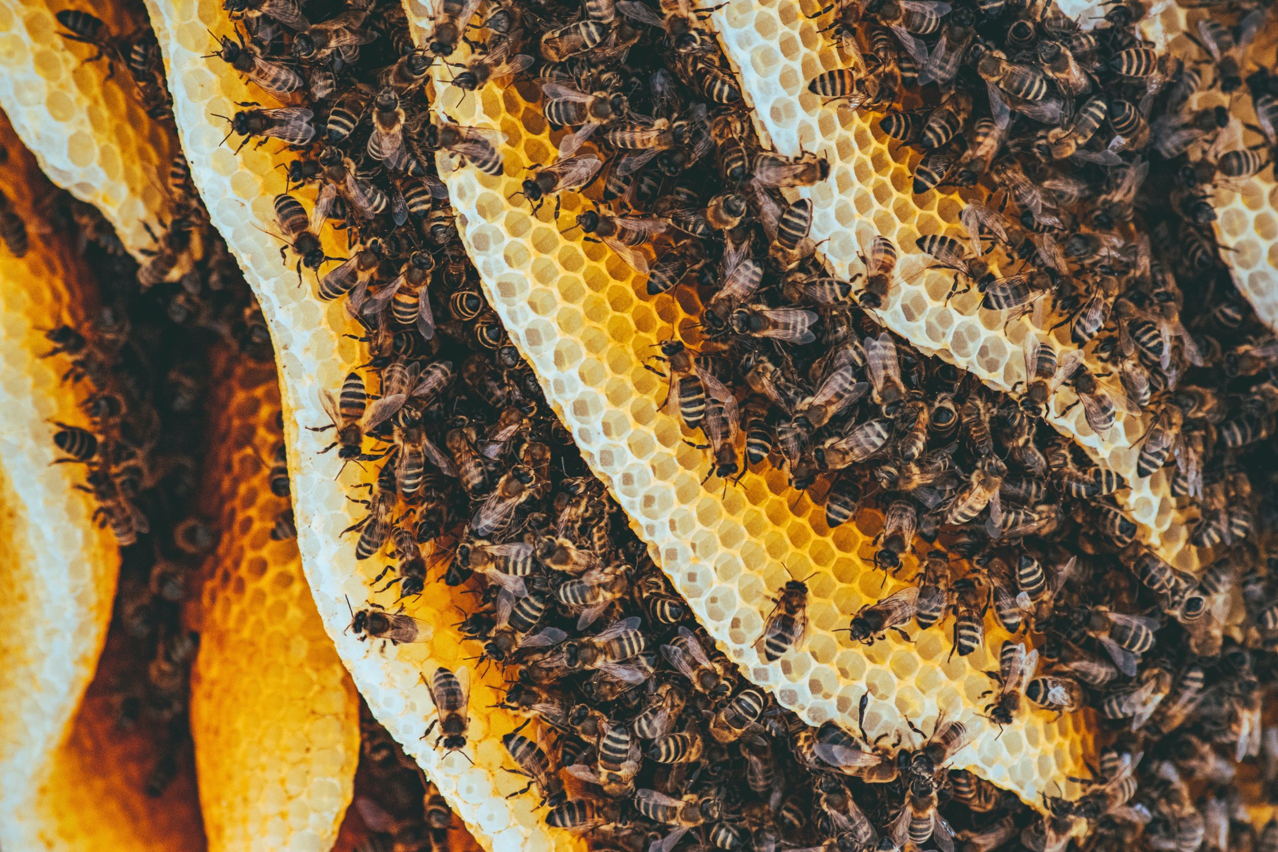 mad honey hive