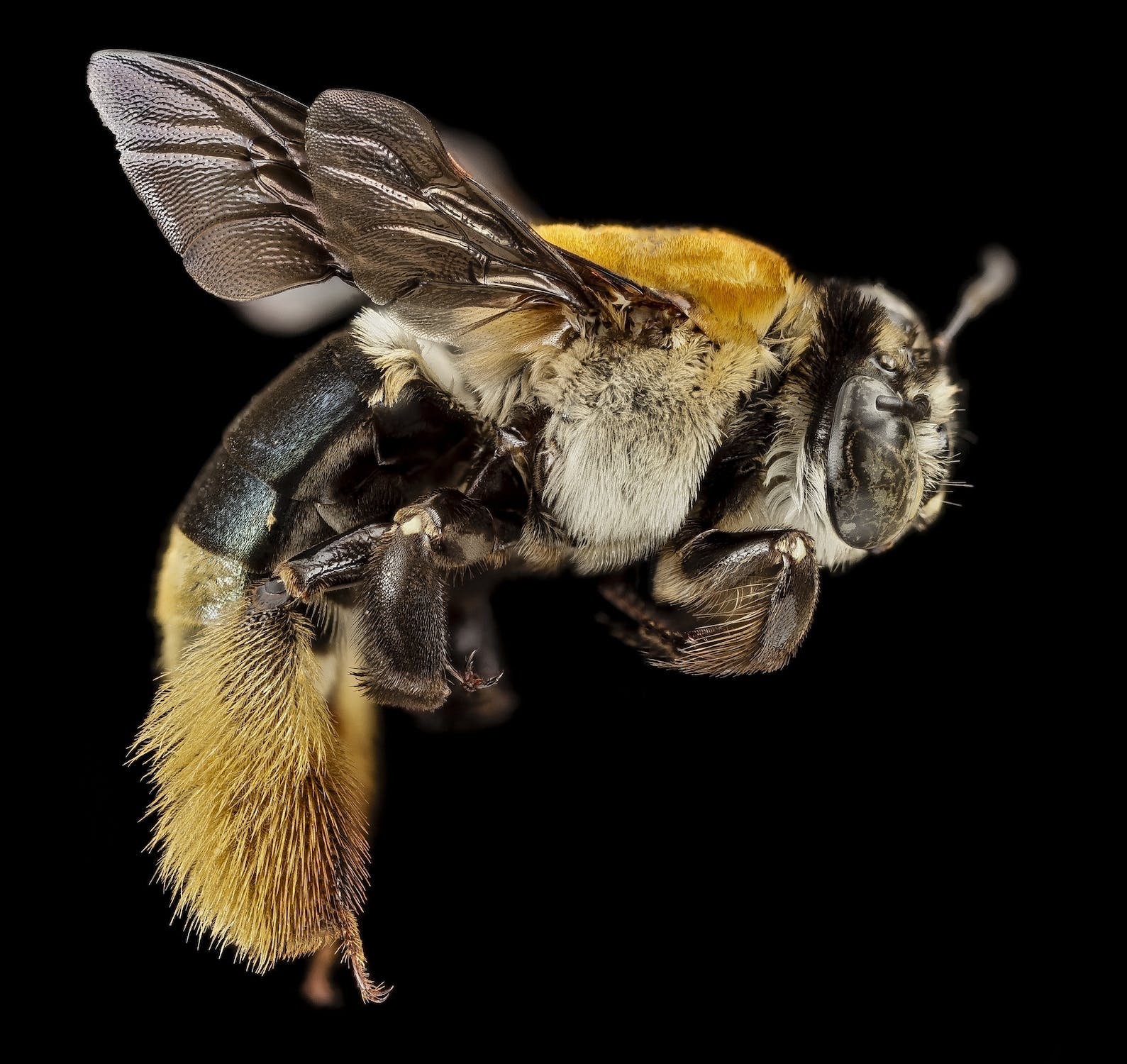 mad honey bee