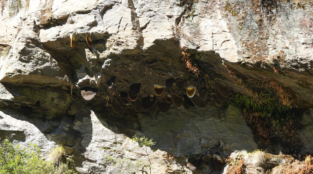 colonies of bee hives in cliff