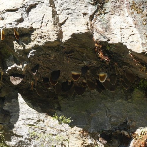 colonies of bee hives in cliff