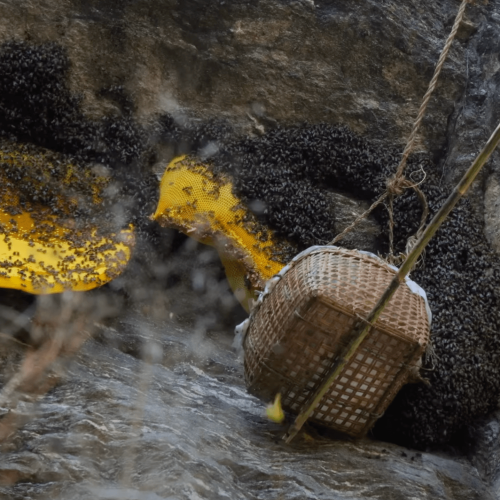 Mad honey collection in bamboo basket