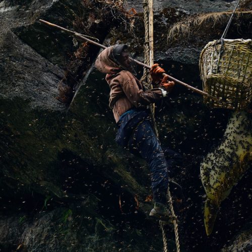 A honey hunter attempts to separate wild bees from their honeycomb during the honey hunting season at Sindhupalchowk district in Nepal on Monday, June 5, 2023.In the enchanting hills of Nepal, an age-old tradition called honey hunting unfolds, as brave individuals venture into the treacherous cliffs in search of nature's golden nectar. With just a single rope as their lifeline, these honey hunters scale great heights, risking their lives for the chance to harvest honeycombs hidden in the heights. Bhotekhosi Rural Municipality in the Sindhupalchowk district serves as their daring playground.
Palden Sherpa, representing generations of honey hunters, shares the challenges and rewards of this perilous pursuit. He speaks of the steep heights they conquer and the health benefits attributed to consuming the wild honey, which he claims can alleviate various ailments such as gastrointestinal issues, high blood pressure, gouty arthritis, acne, and chronic cough.
While minimal safety equipment is used by honey hunters, some believe that introducing modern safety measures, such as harnesses, could better protect their lives. Abhi Rai, an observer, expresses admiration for their skills while acknowledging the inherent risks. He suggests the incorporation of safety harnesses and improved equipment to ensure their well-being as they navigate the heights and harvest the honeycombs.
Honey hunting is a seasonal activity, carefully timed to take place during favorable weather conditions. The process involves smoking out the bees from the honeycombs and swiftly cutting them to collect the precious honey. Timing is crucial, as any delays could lead to the bees consuming their own creation.
Despite being stung in his left eye during the hunt, Pemba Rinchen, a dedicated honey hunter, remains resolute. "Despite the dangers and lack of safety measures," he says, "I continue to work, earning a portion of the honey collected, along with support from the government and my employer." During